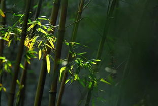 關于竹高潔品質(zhì)的詩句有哪些