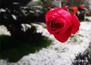 關于雪花飛舞的現(xiàn)代詩句