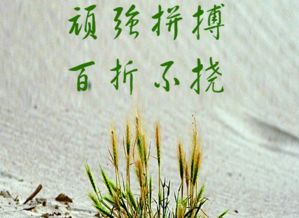 有哪些關(guān)于頑強(qiáng)不屈的詩句