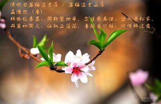 古詩,詩句,桃花,有哪些