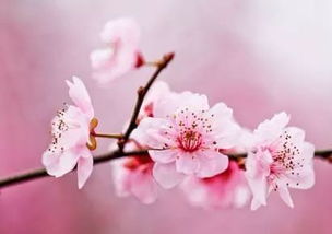 山水畫關(guān)于桃花的詩句
