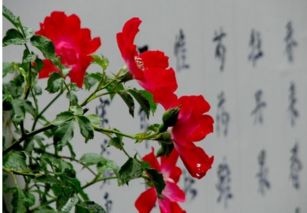 寫月季花的詩(shī)句古詩(shī)大全