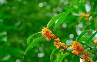 桂花的詩句古詩萬綠