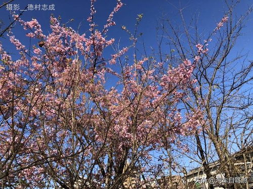 萬葉集中關于櫻花的詩句