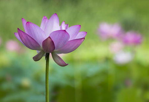 關(guān)于蓮花莊的贊美蓮花的詩句