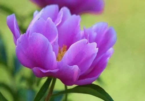 寫芍藥花的詩(shī)句古詩(shī)