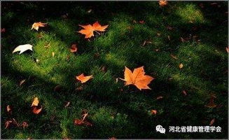 關愛老人的古詩句,關愛他人的古詩句,關于關愛的古詩句