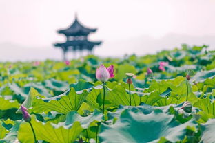 關于荷花的詩句古詩詞,帶有荷花的詩句古詩詞,雨中荷花的詩句古詩詞