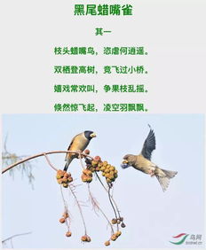 描寫鳥詩(shī)句古詩(shī)