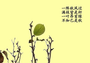 描寫秋天葉子的古詩或詩句,有關(guān)葉子的詩句古詩,贊美葉子的詩句古詩