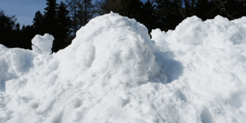 關(guān)于雪與狗的詩句
