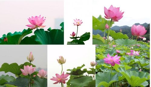 關(guān)于荷花的句子我要句子不是詩句
