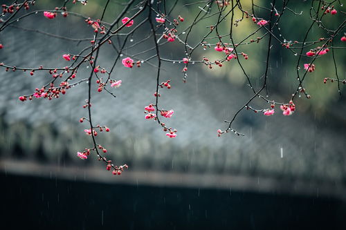 詩句,遇見,春節(jié)