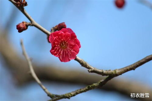 小學(xué)關(guān)于梅花的詩句古詩大全,梅花的詩句古詩大全梅花自苦寒來,關(guān)于春天梅花的詩句古詩大全