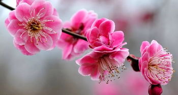 關(guān)于春天桃花梨花的詩(shī)句古詩(shī)