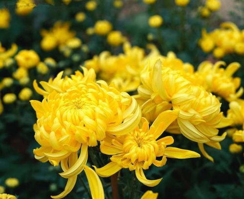 寫過(guò)關(guān)于菊花的詩(shī)句