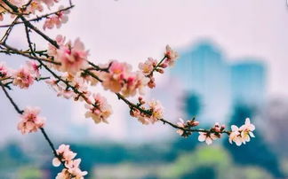 關(guān)于清代桃花的詩句