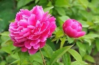 芍藥古詩句