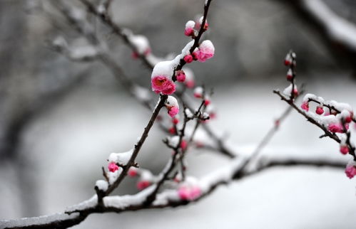 關(guān)于梅花香氣的詩句