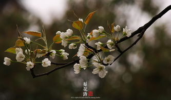 梨花的詩句古詩,梨花的詩句古詩大全,描寫梨花的詩句古詩