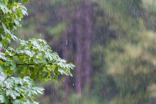 關(guān)于雨水的詩句有哪些