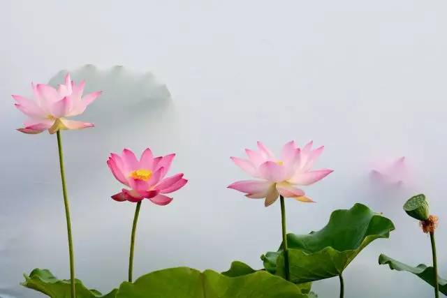 關(guān)于荷花繁茂的詩句