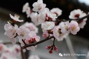 描寫杏花優(yōu)美的古詩句