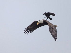 關于烏鴉的詩句古詩詞