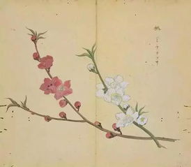 詩經(jīng)中關于花草的詩句
