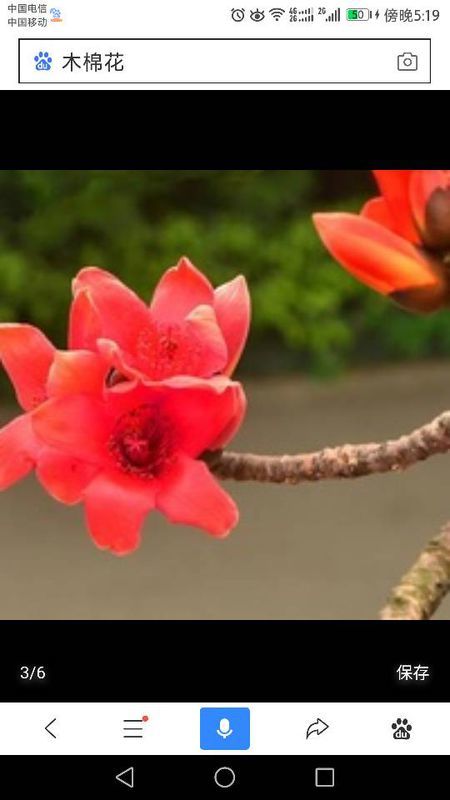 有關(guān)紅棉花的詩句古詩