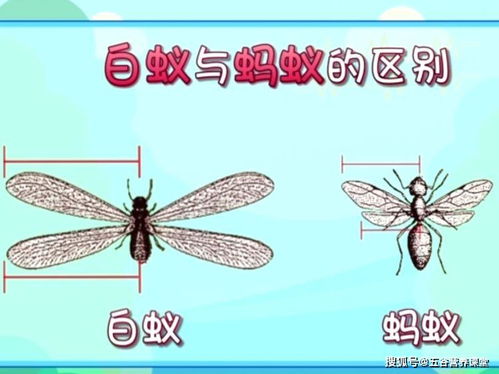 關(guān)于除害蟲的詩句
