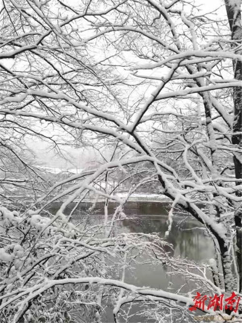 家鄉(xiāng)的雪的詩句古詩