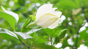 關于梔子花的唯美詩句