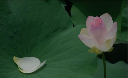 小學(xué)生二級(jí)關(guān)于荷花的詩(shī)句
