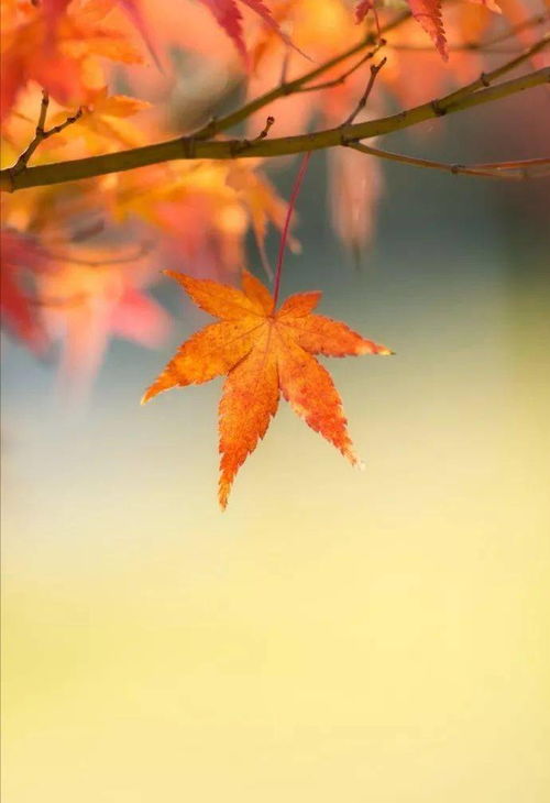 關(guān)于遠(yuǎn)大志向的詩(shī)句古詩(shī),描寫(xiě)遠(yuǎn)大志向的詩(shī)句古詩(shī),關(guān)于志向的詩(shī)句古詩(shī)