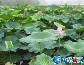 小學描寫荷花的詩句古詩大全