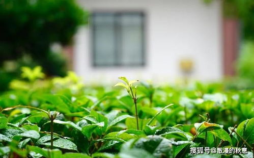 關于炎熱上詩句