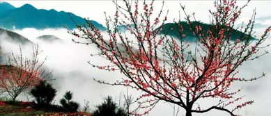 贊美松陽的詩句,描寫松陽的詩句,松陽茶葉詩句