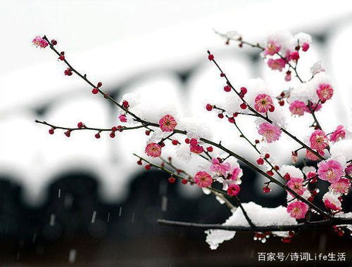 帶有梅花的詩句古詩詞,帶有梅花的詩句古詩大全,有關(guān)梅花的詩句古詩