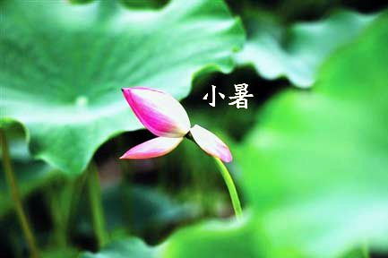 關于小暑的養(yǎng)生詩句