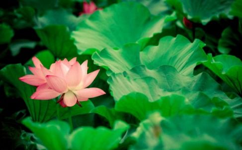 贊美春季或夏季的古詩(shī)句