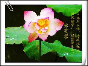 關(guān)于贊美荷花的詩句古詩詞