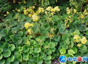 關(guān)于花木的詩句和句子