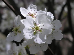 關(guān)于春天梨花開的古詩(shī)句,關(guān)于春天梨花的詩(shī)句古詩(shī),描寫春天梨花的古詩(shī)