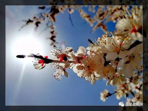 關(guān)于杏花的詩(shī)句古詩(shī),杏花的詩(shī)句古詩(shī)大全,描寫杏花的詩(shī)句古詩(shī)