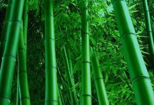 關(guān)于竹子的完整詩句