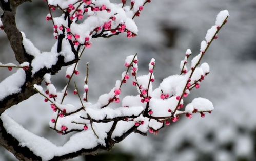 梅花雪詩句古詩