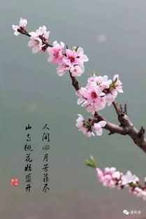 關于花的四詩句