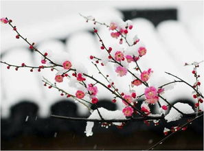 詩句,梅花,書寫