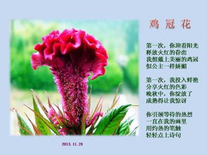 關(guān)于玫瑰酒的詩句古詩